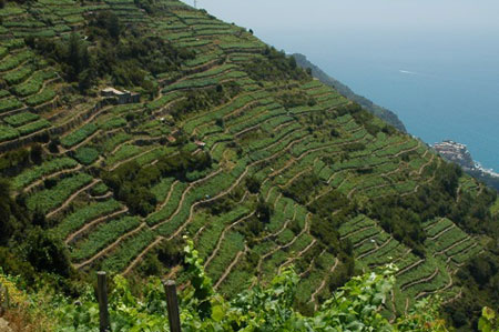 Colline intorno a Volastra